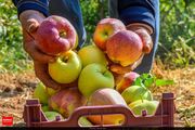 رشد برداشت سیب در قطب باغداری کشور| صورت سیب سمیرم گل انداخت