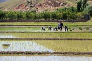 صندوق بیمه کشاورزی در حق زارعان اجحاف می کند