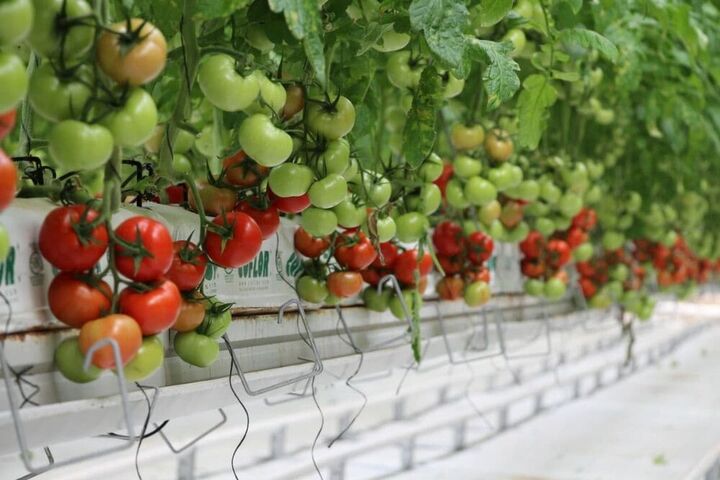 محصولات کشاورزی استان سمنان ۳۱ میلیون دلارارز وارد کشور کرد