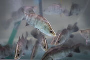 تولید ماهی پرورشی در جنوب کرمان افزایش می یابد