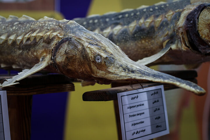 نمایشگاه بین المللی شیلات،ابزیان،ماهیگیری و صنایع وابسته