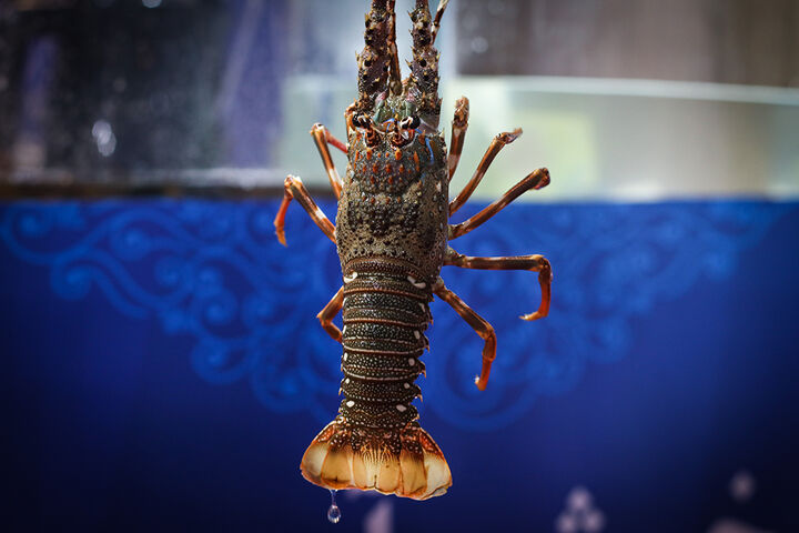 نمایشگاه بین المللی شیلات،ابزیان،ماهیگیری و صنایع وابسته