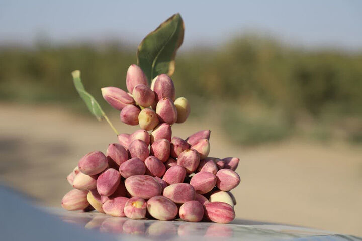 سهم کرمان از بازار طلای سبز پایین آمد؛ پسته خندان در کوچ به جای جای ایران سهم کرمان از بازار طلای سبز پایین آمد؛ پسته خندان در کوچ به جای جای ایران