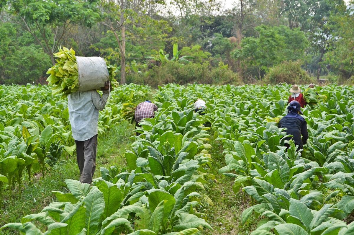 نادیده گرفتن مزیت کشت «توتون» در گلستان| سیاست گذاری دیرهنگام منافع را دود هوا می کند