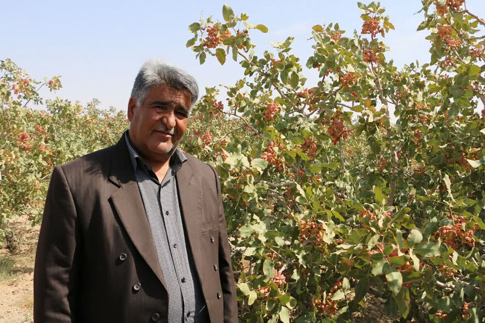 اجرای مدل طلای سرخ رفسنجان در قم| کویر میتواند قطب تولید پسته شود