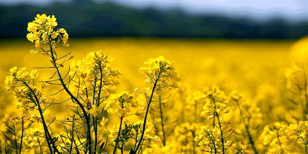 چتر زرد کلزا در مزارع| صنایع تبدیلی نیاز اصلی مازندران