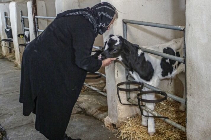 دخلوخرج دامداران همخوانی ندارد| حکایت کارآفرینانی که به تعطیلی کار میاندیشند