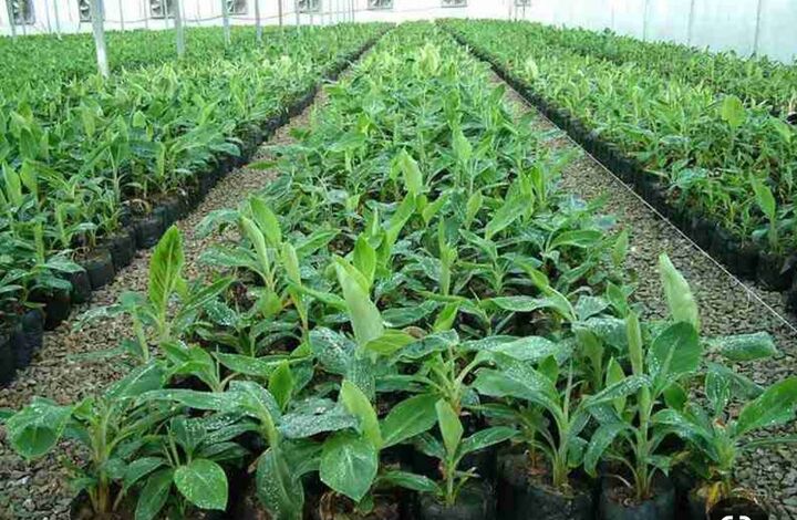 ۶۶ نهالستان جنگلی تجهیز و وارد چرخه تولید شدند| پیشبینی جهش تولید نهال در سال جاری ۶۶ نهالستان جنگلی تجهیز و وارد چرخه تولید شدند| پیشبینی جهش تولید نهال در سال جاری