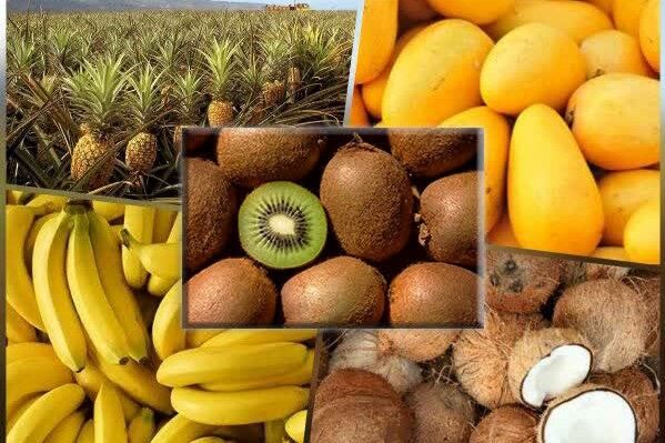 قیمت موز به ۱۰۰ هزار تومان رسید؛ مجوزهای گران وزارت جهاد و بارهای معطل پشت مرز قیمت موز به ۱۰۰ هزار تومان رسید؛ مجوزهای گران وزارت جهاد و بارهای معطل پشت مرز