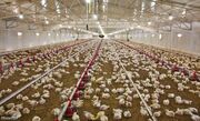 کاهش جوجه ریزی موجب افزایش قیمت گوشت مرغ و نارضایتی مردم شده است