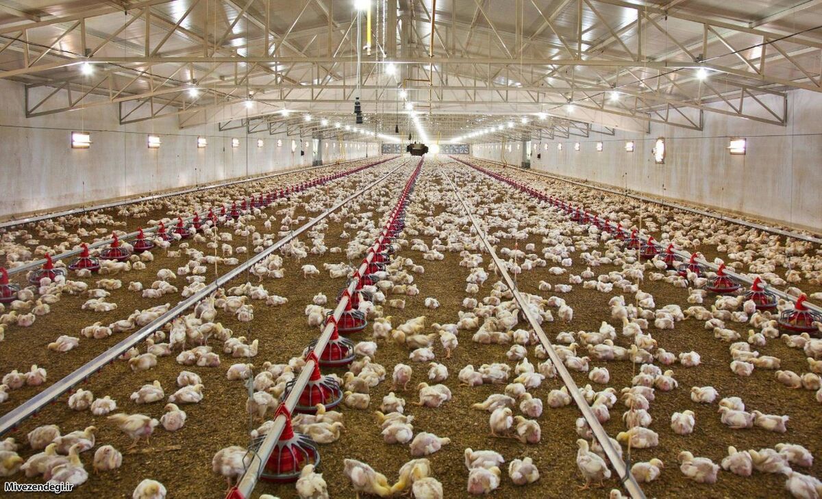 صنعت مرغداری خراسان جنوبی همچنان روی ریل مشکلات| کوچ تلخ سرمایه گذاران