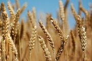ایران سیزدهمین تولیدکننده بزرگ گندم جهان در سال ۲۰۲۲