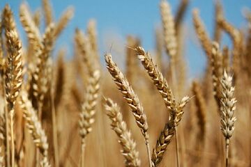تولید گندم در استان زنجان  روند افزایشی خواهد داشت