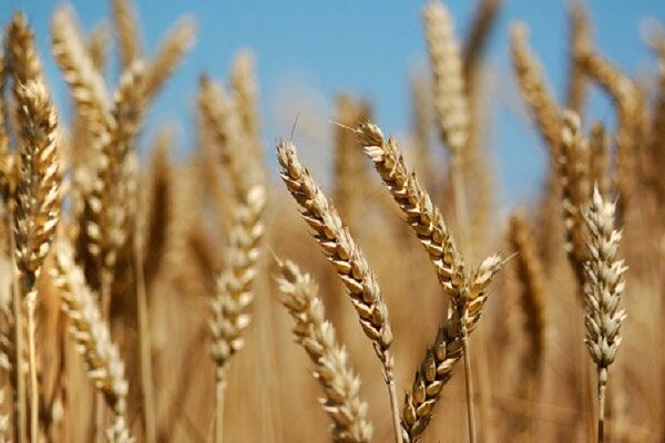 تولید گندم در جنوب کرمان افزایش یافت