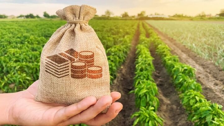 تامین بیش از ۵۰ درصد واردات محصولات کشاورزی از طریق کشت فراسرزمینی