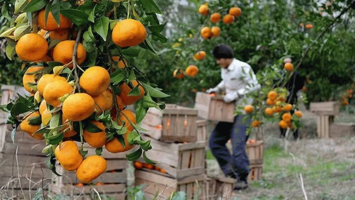 روند کند صدور گواهی سلامت محصولات| باغات بی شناسنامه در مازندران