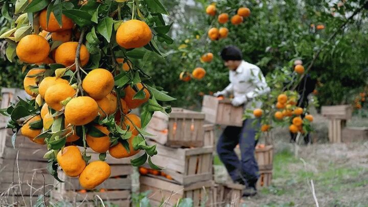 صادرات مرکبات در مازندران رشد چشمگیری یافته است