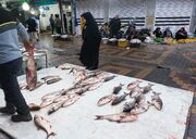 قیمت انواع ماهی ۲۵ خرداد ۱۴۰۲