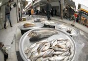 قیمت انواع ماهی ۱۳ آبان ۱۴۰۲