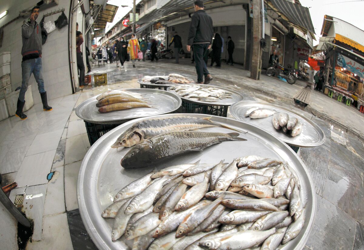 قیمت انواع ماهی ۷ شهریور ۱۴۰۲