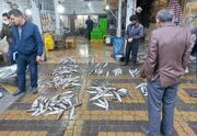 نبض بازار ماهی شمال در دست دوره‌گردها؛ ۴۰۰ کیلو فروش در برابر ۲۰ کیلو فروش مغازه دار