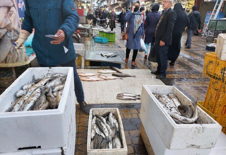 صادرات ماهی از بوشهر ممنوع شد