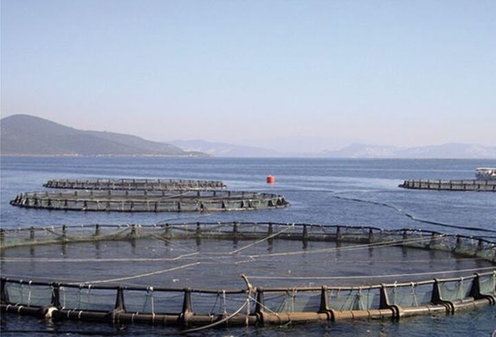راه اندازی ۱۵ قفس تولید ماهی در دریای مازندران