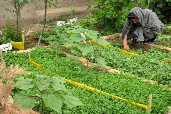 ایجاد باغچه های خانگی و سلامت زنان روستایی در بردسیر