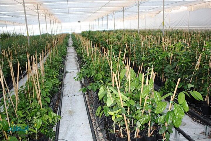 کاشت و تولید بیش از ۲۴۸ میلیون نهال در کشور کاشت و تولید بیش از ۲۴۸ میلیون نهال در کشور