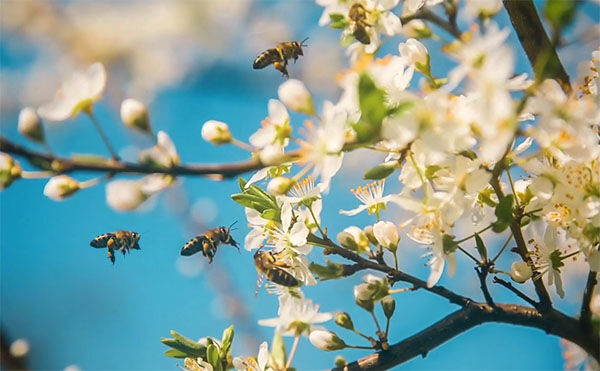 زنبورهای سمپاش؛ موثرتر از پمپ و تراکتور