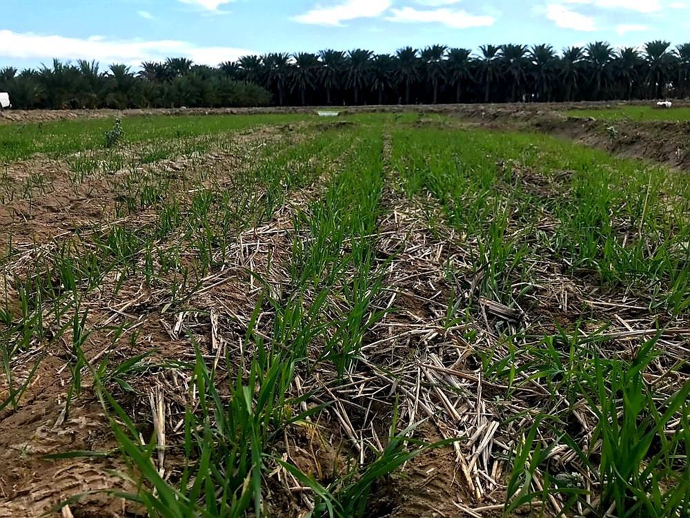 کشت دیم آب رفت|ضرورت فراموش شده در خراسان جنوبی