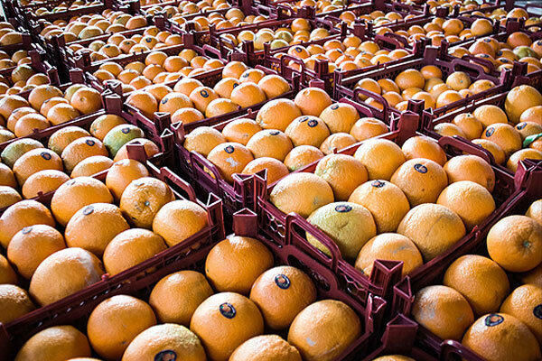 توزیع میوه تنظیم بازار در استان سمنان از شنبه ۲۶ اسفند