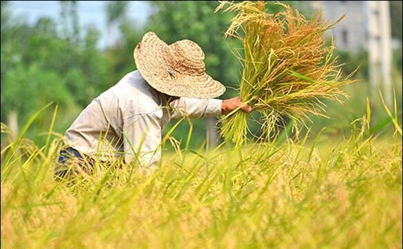 پای لنگ الگوی کشت در قزوین | کشاورزی نیازمند تحول است پای لنگ الگوی کشت در قزوین | کشاورزی نیازمند تحول است