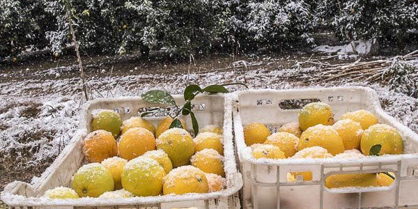 سرمایه بار فروشان به آتش کشیده شد| محصولات کشاورزان خوراک دام شد
