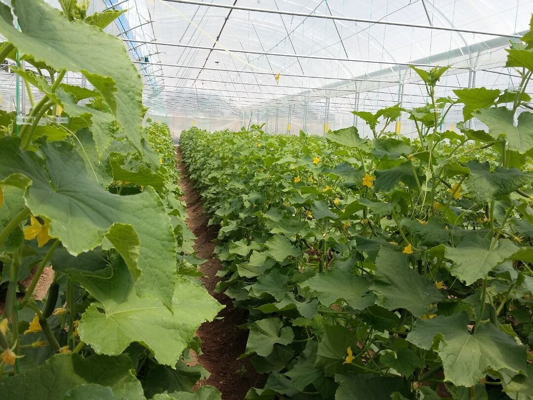 دلالی مانع توسعه کشاورزی گلستان | رغبتی به کشت گلخانه ای نیست