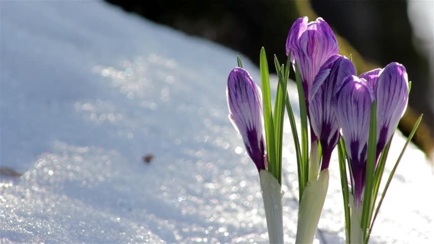 سرما و یخبندان به مزارع زعفران گلستان آسیب زد