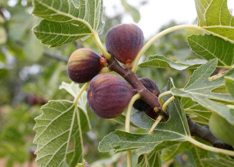 راهنمای خرید پرفروش ترین ارقام نهال انجیر و زرشک در ایران
