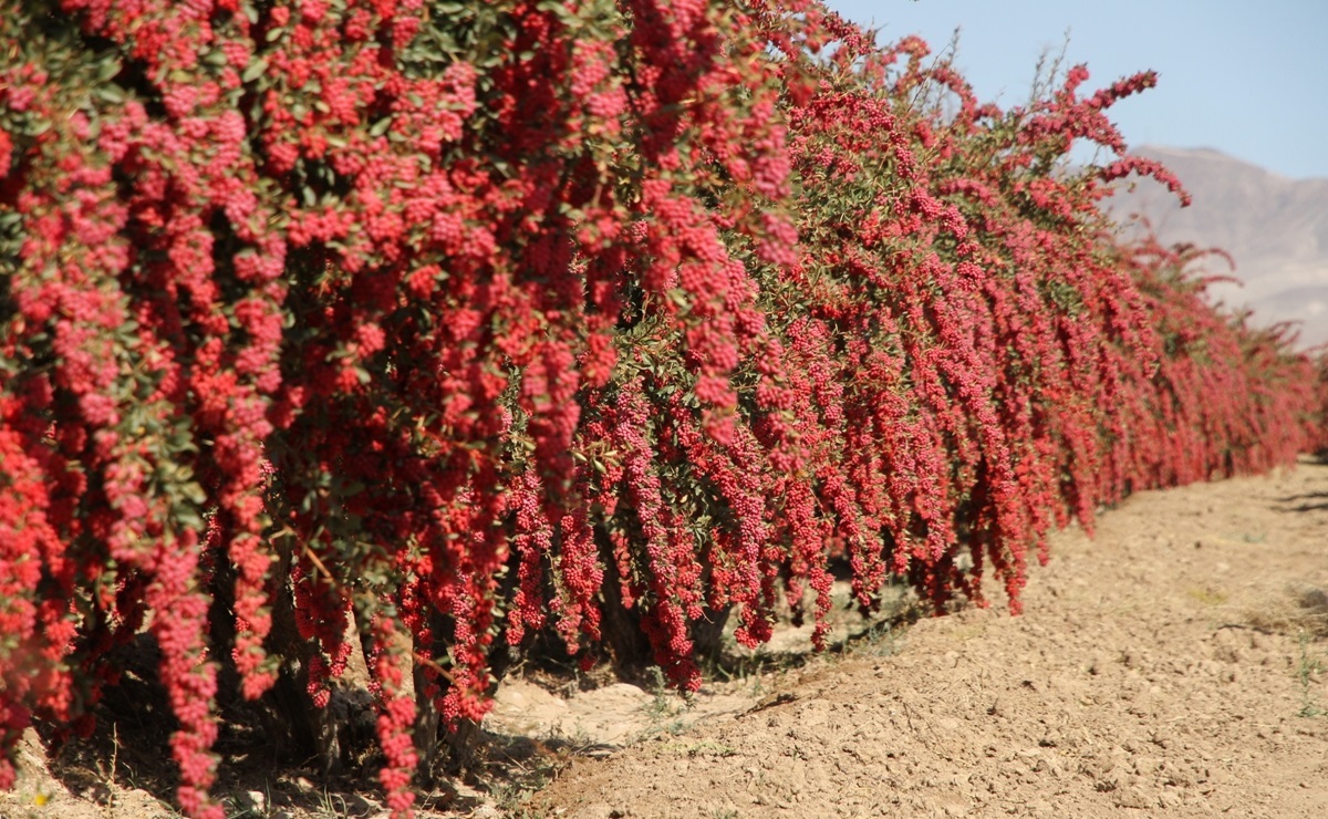 راهنمای خرید پرفروش ترین ارقام نهال انجیر و زرشک در ایران