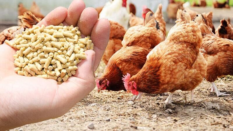 نبود نقدینگی؛ عامل روگردانی مرغداران از خوراک آماده| فقط ۵درصد واحدهای تخمگذار خوراک استفاده میکنند