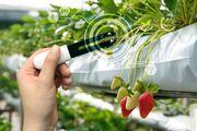 گرده افشانی گیاهان گلخانه با ابزار جدید باغبانی|  باران سنج بی سیم؛ سیستمی برای ذخیره اطلاعات بارشها