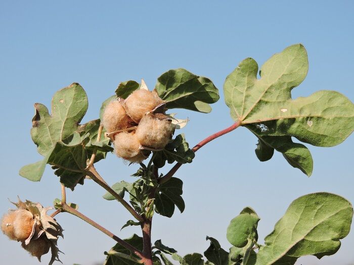 صنعت پولسازی که فراموش شد| راه پرفراز و نشیب «مله بافی»
