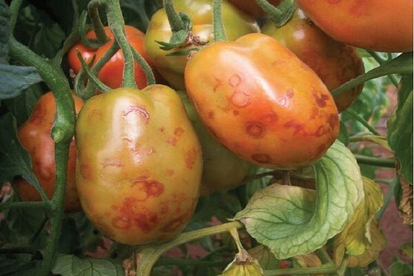 ویروس چروکیدگی قهوه ای گوجه فرنگی در کرمان ردیابی می شود