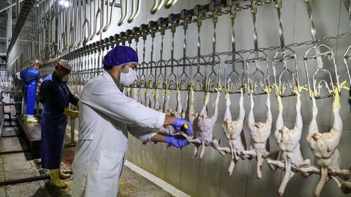 تولید روزانه ۲۰۰ تُن گوشت مرغ در استان همدان 