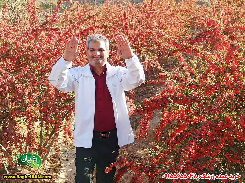 خرید زرشک فله