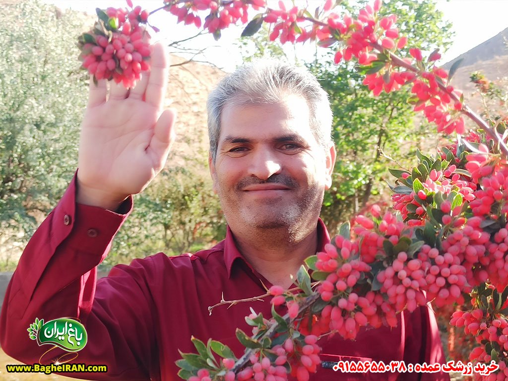 خرید عمده زرشک فله قائنات