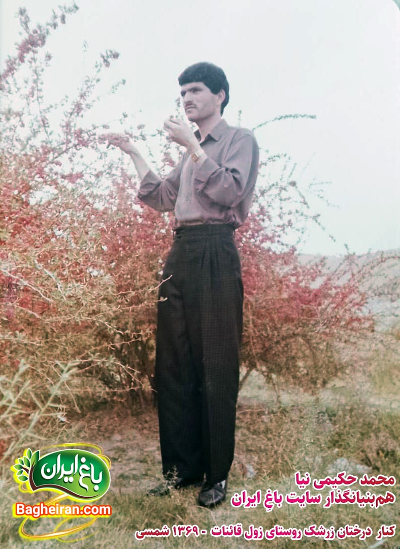 خرید زرشک عمده از فروشگاه باغ ایران