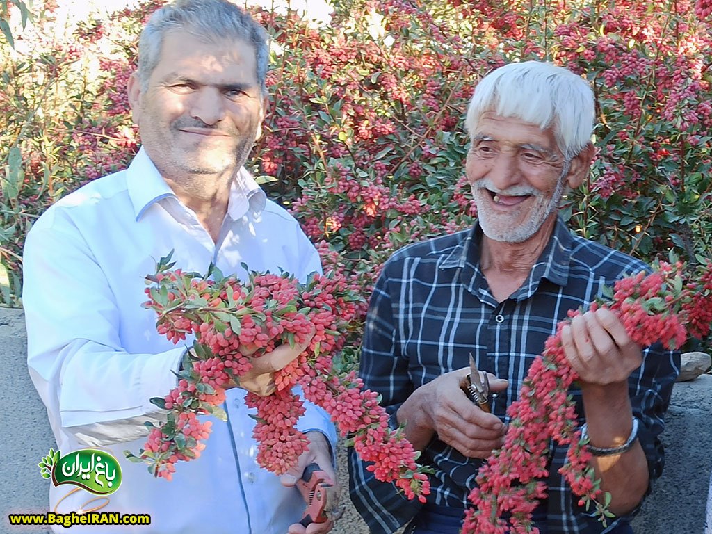 خرید زرشک عمده از کشاورز