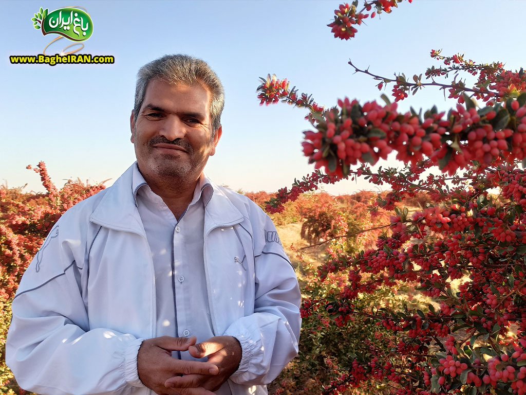 راهنمای خرید زرشک عمده