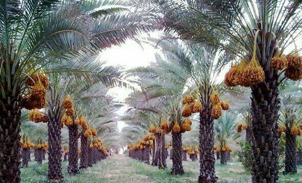 طرح آبیاری نوین نخیلات بوشهر نیاز به رسیدگی دارد| تاخیر عامل زیان کشاورزان است