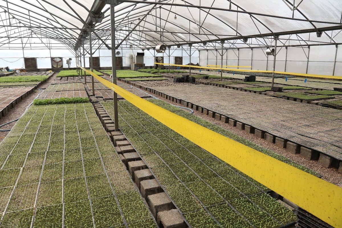 مازندران در پی گلخانه های هیدروپونیک| گلخانه داران ناراضی هستند